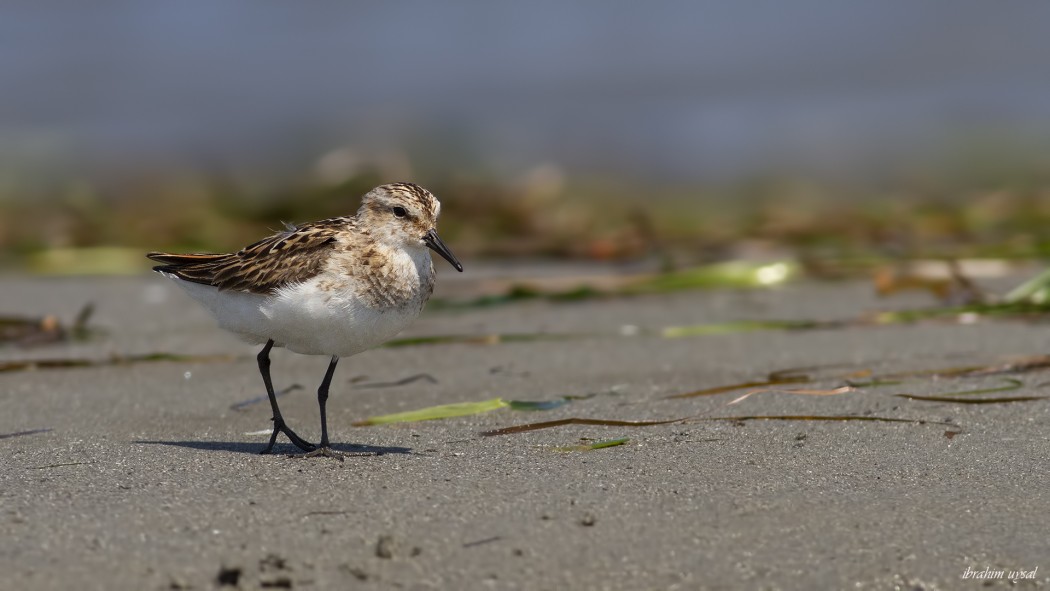Little Stint