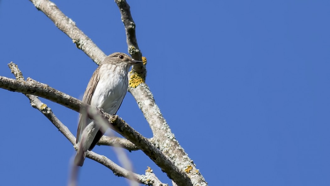 Spotted Flycatcher
