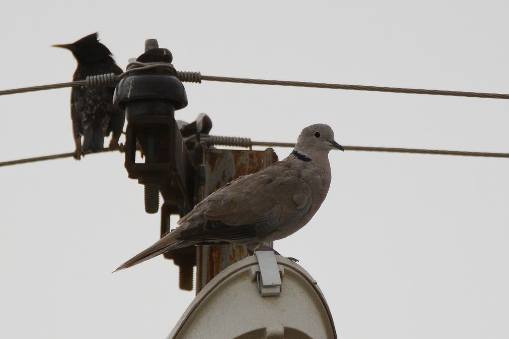 Eurasian Collared Dove
