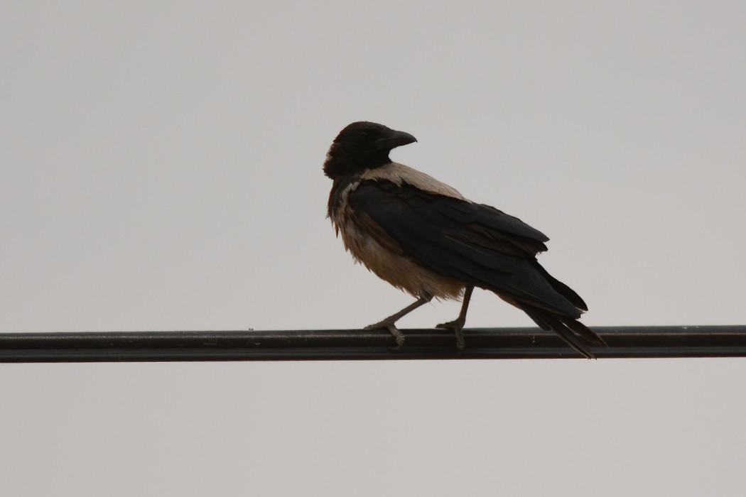 Hooded Crow