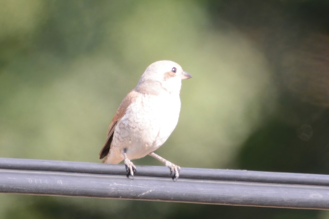 Red-backed Shrike