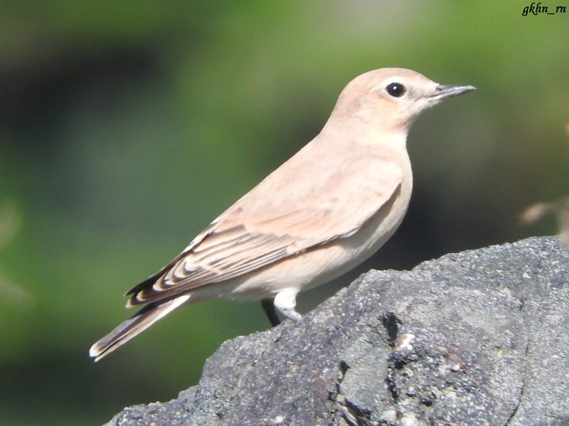 Isabelline Wheatear