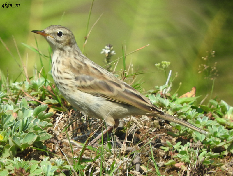 Water Pipit