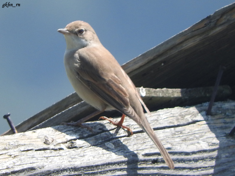 Common Whitethroat