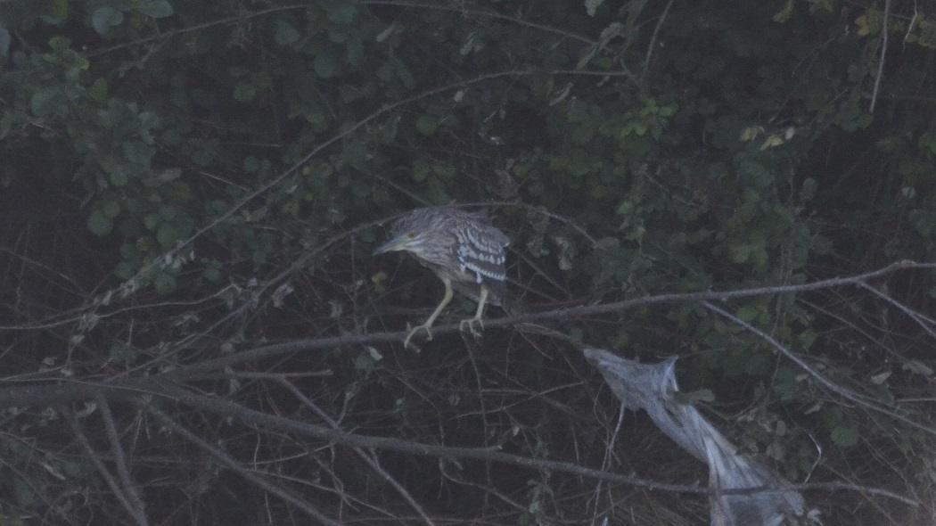 Black-crowned Night Heron