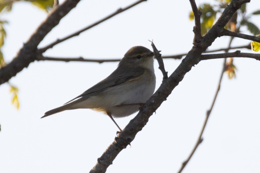 Willow Warbler
