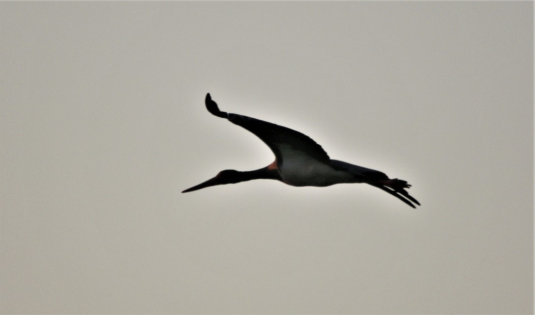 Black Stork