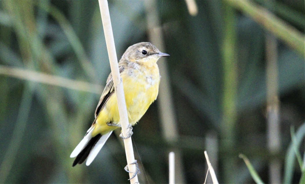 Western Yellow Wagtail