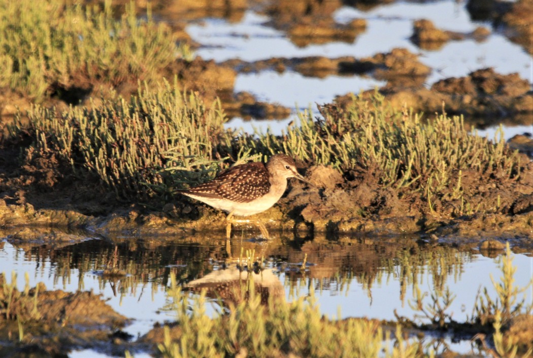 Wood Sandpiper