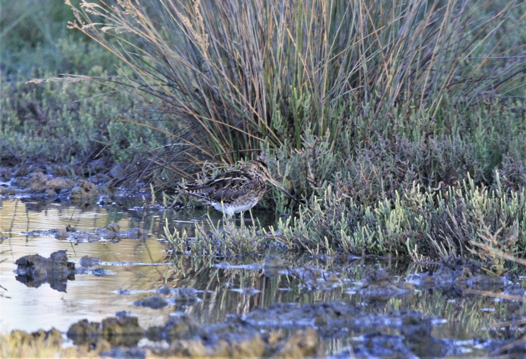 Common Snipe