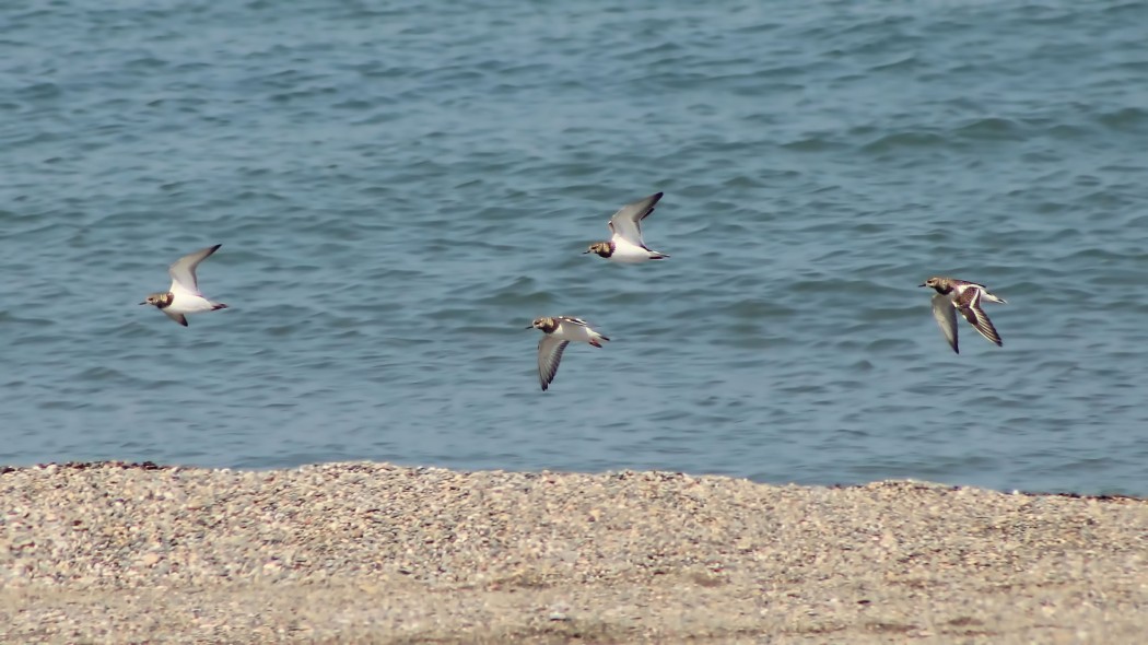 Ruddy Turnstone