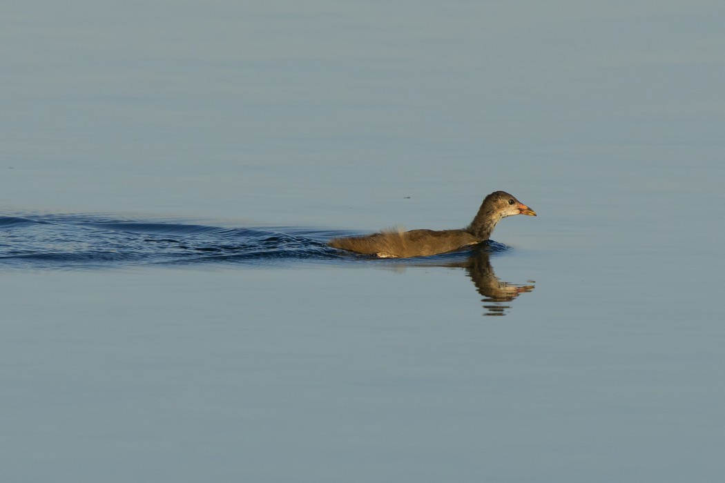 Common Moorhen