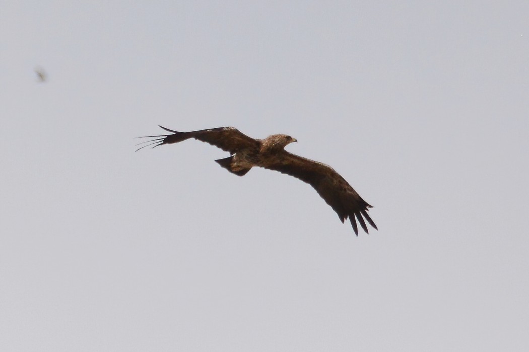 Lesser Spotted Eagle