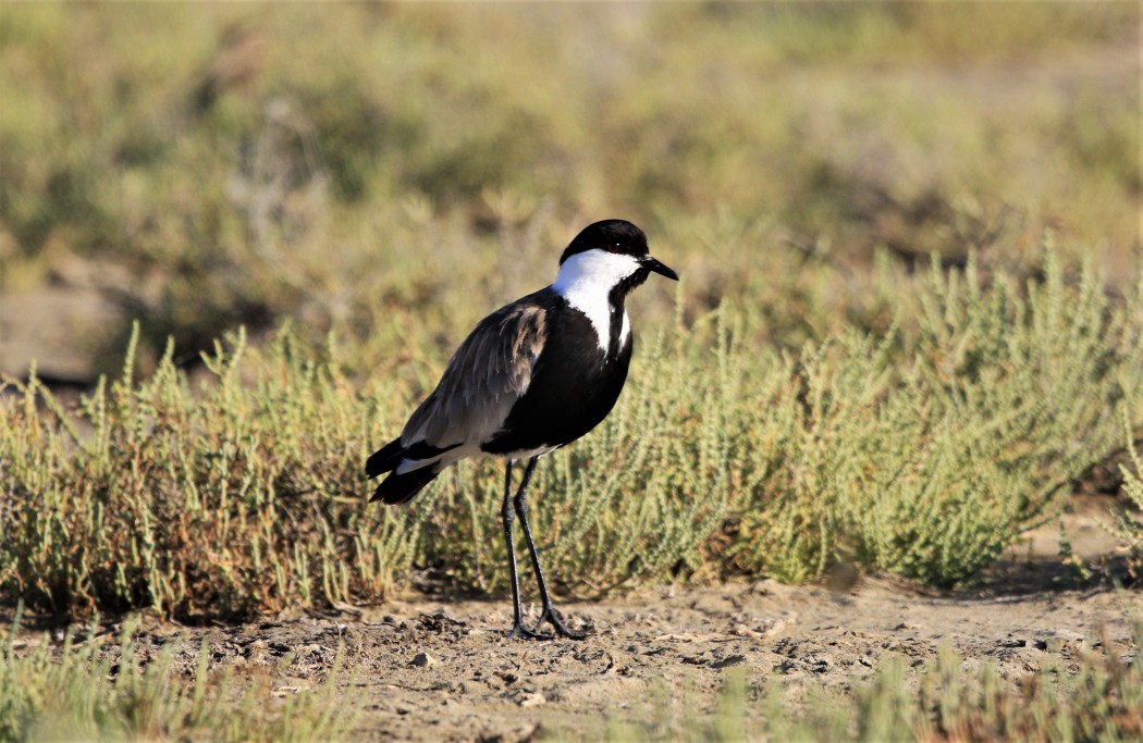 Spur-winged Lapwing