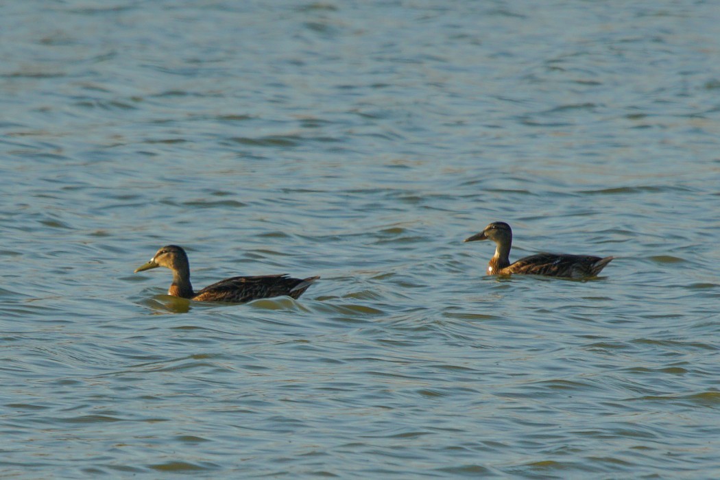 Mallard