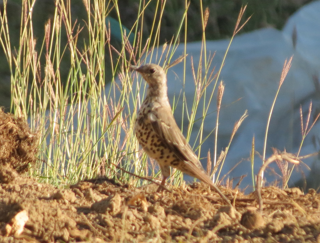 Mistle Thrush