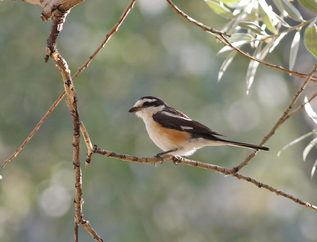 Masked Shrike