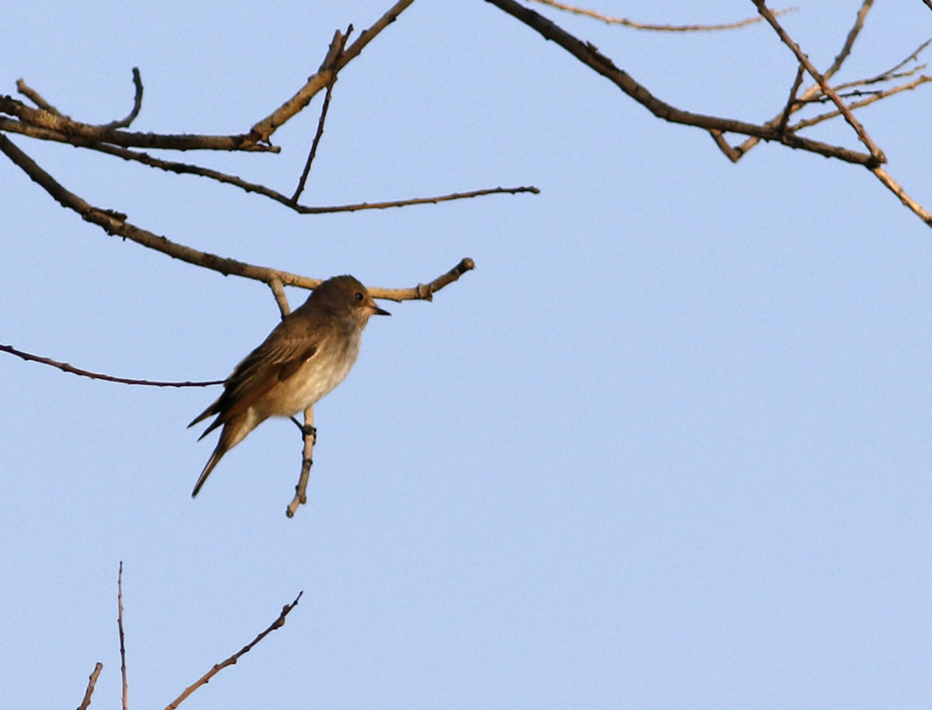 Spotted Flycatcher