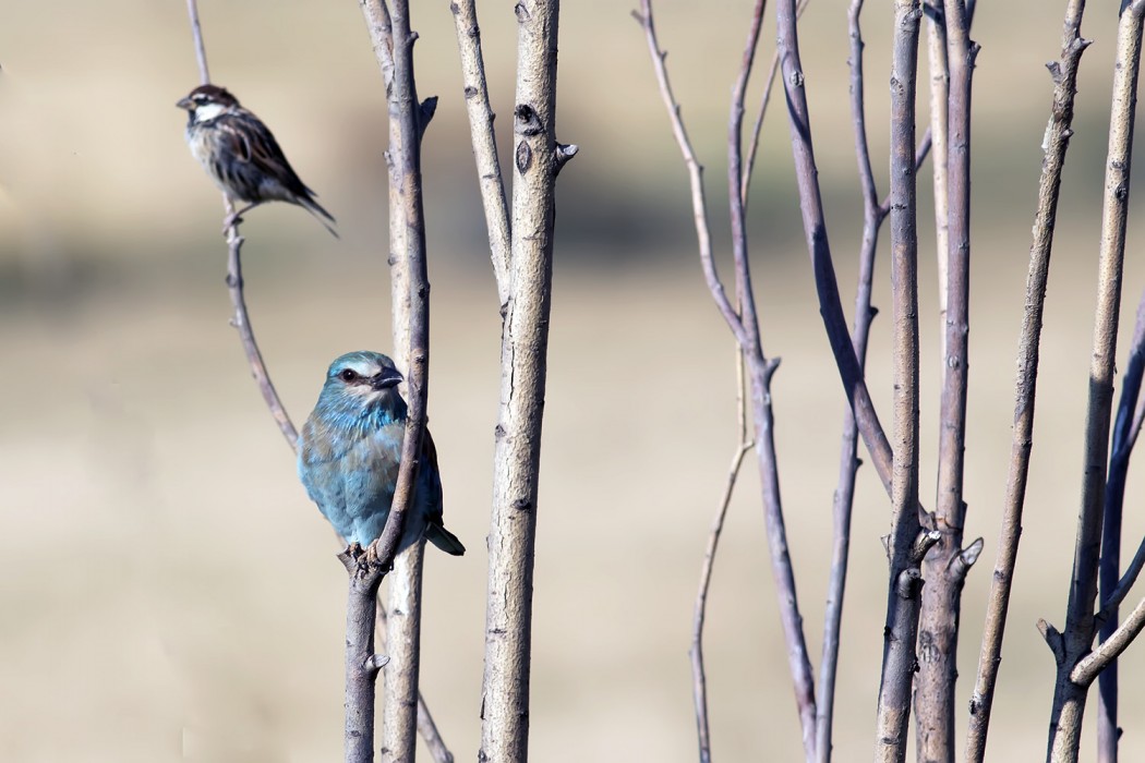 European Roller