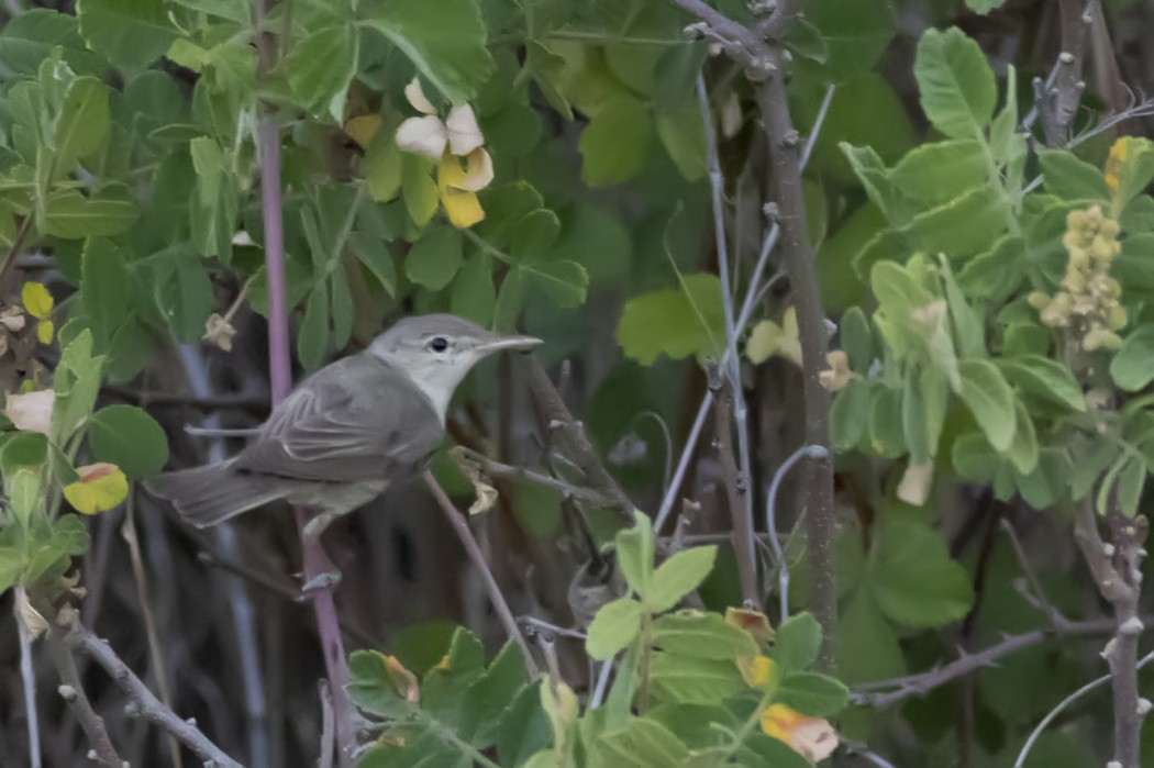 Eastern Olivaceous Warbler