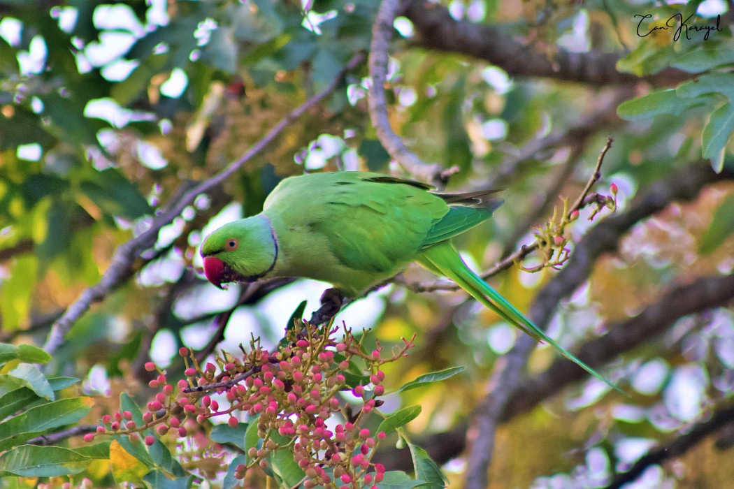 Rose-ringed Parakeet