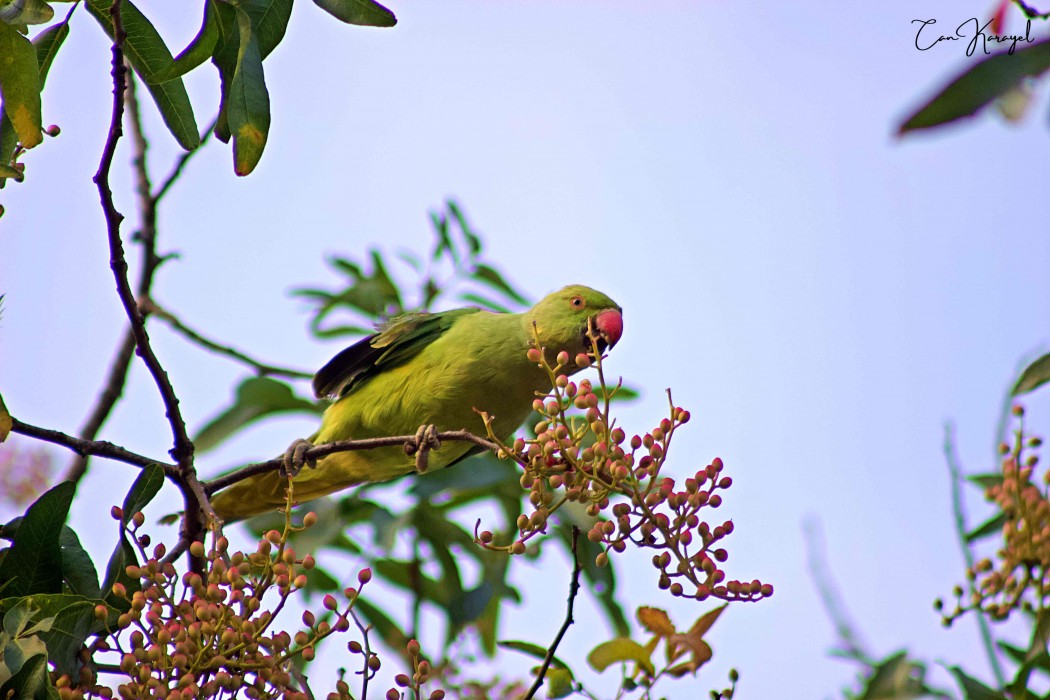 Rose-ringed Parakeet