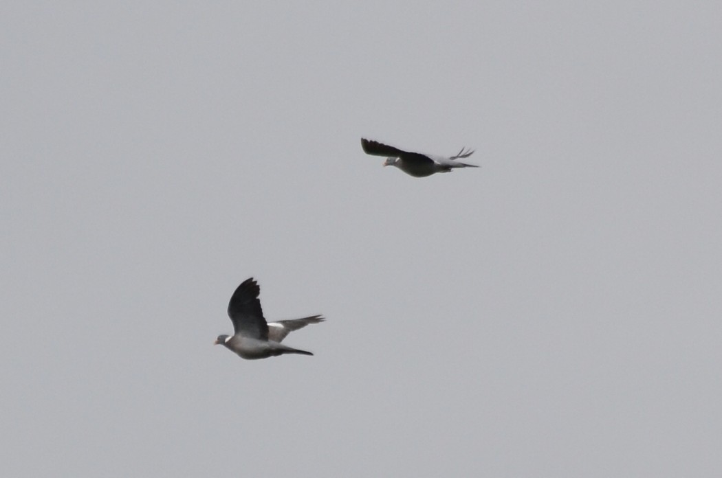 Common Wood Pigeon