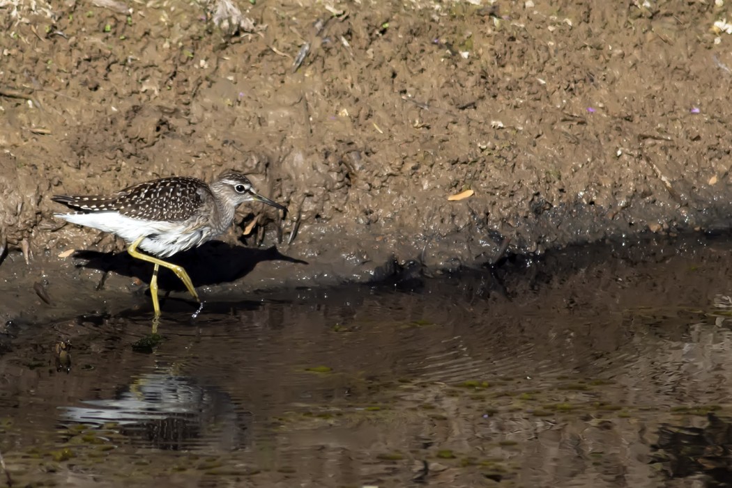 Wood Sandpiper