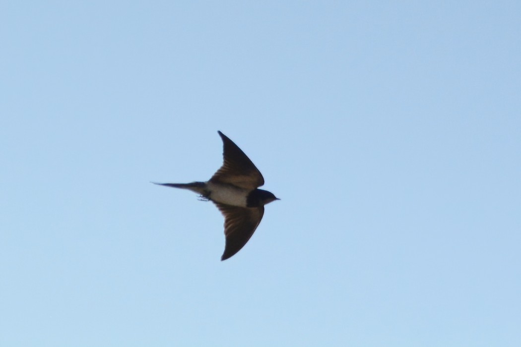 Barn Swallow