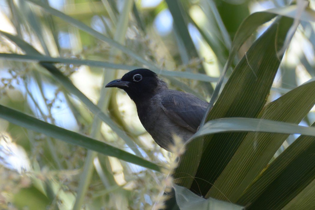 White-spectacled Bulbul