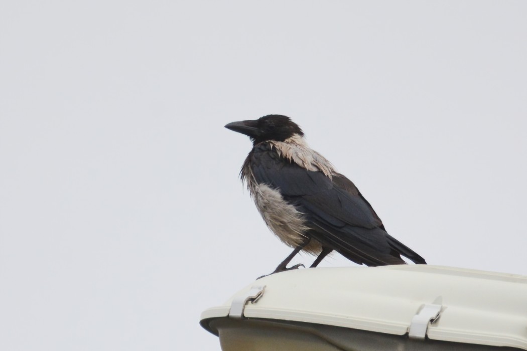 Hooded Crow