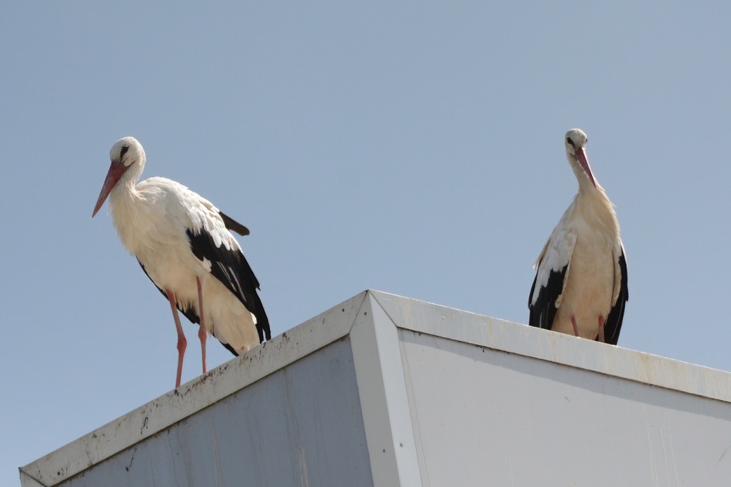 White Stork