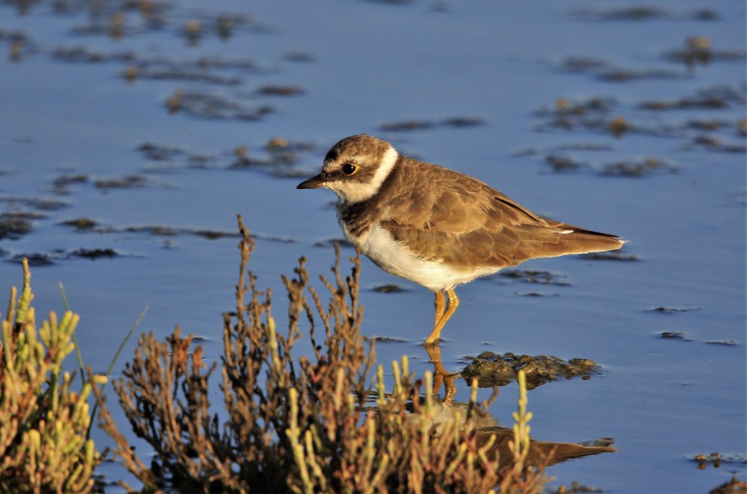 Little Ringed Plover