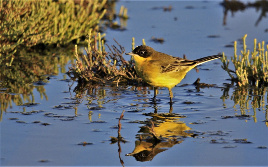 Western Yellow Wagtail