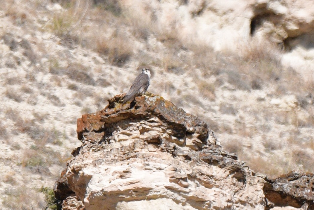 Bıyıklı Doğan
