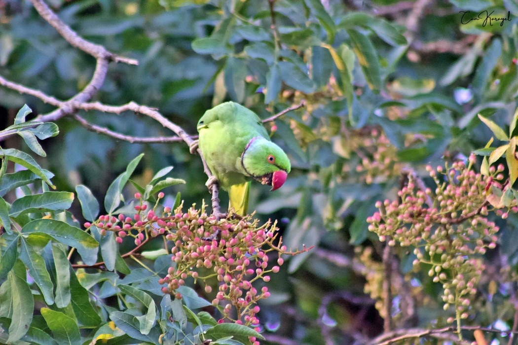 Rose-ringed Parakeet