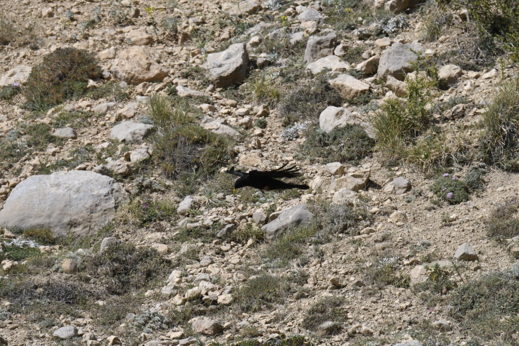 Sarıgagalı Dağ Kargası