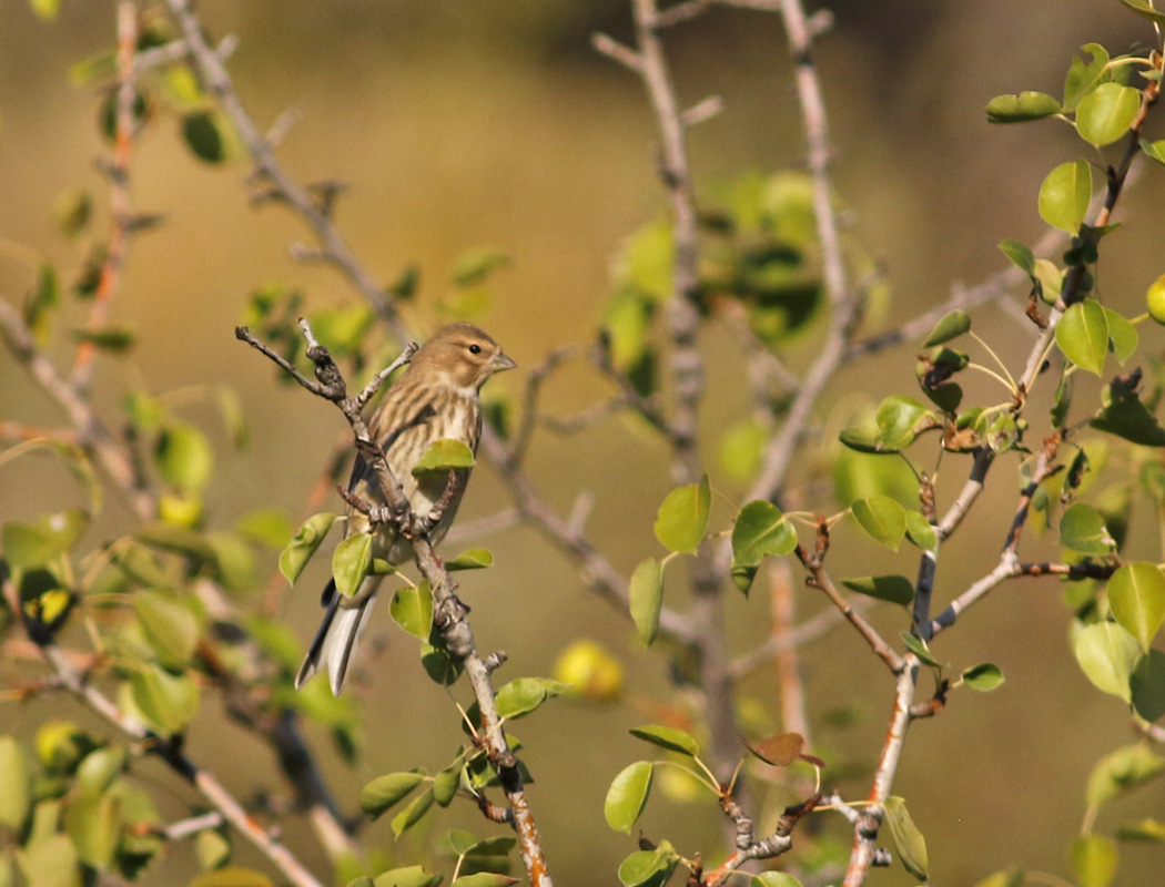 Common Linnet