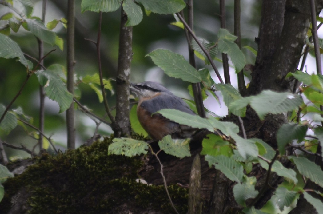 Eurasian Nuthatch