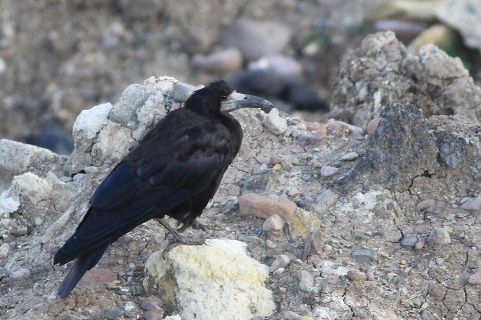 Rook
