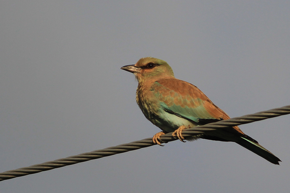 European Roller
