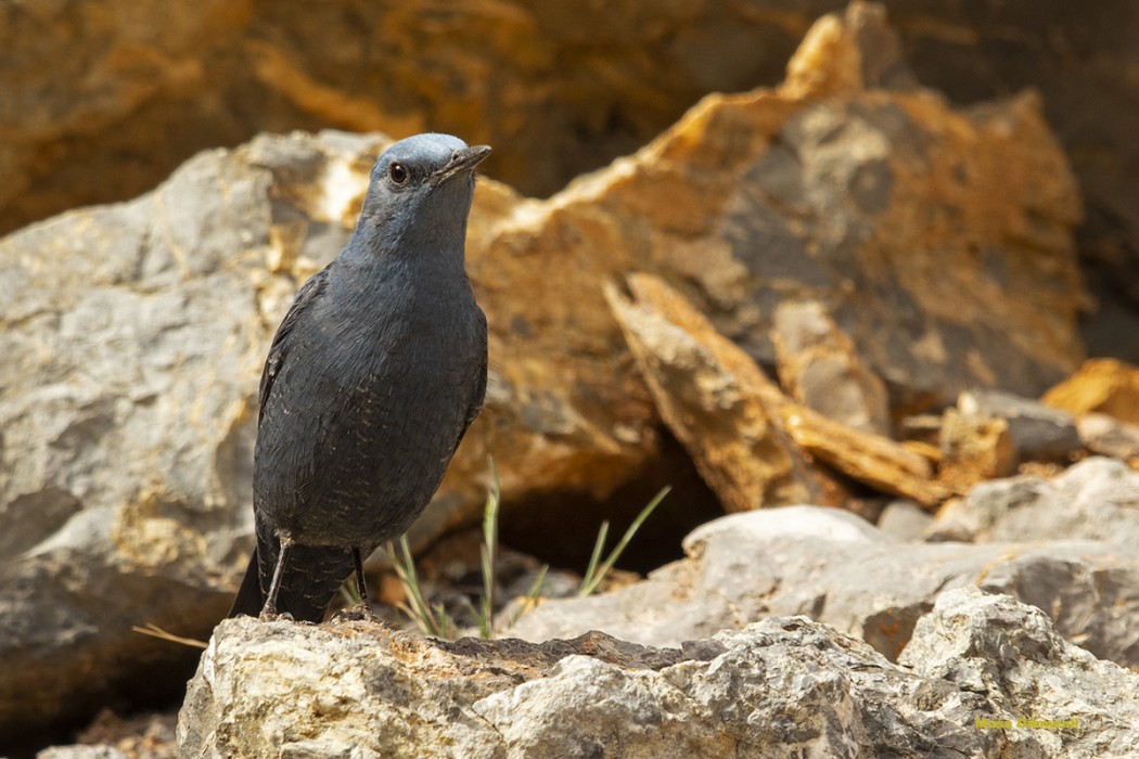 Blue Rock Thrush