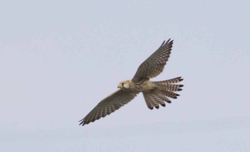 Common Kestrel