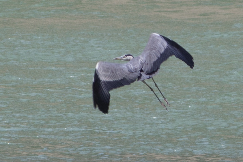Grey Heron