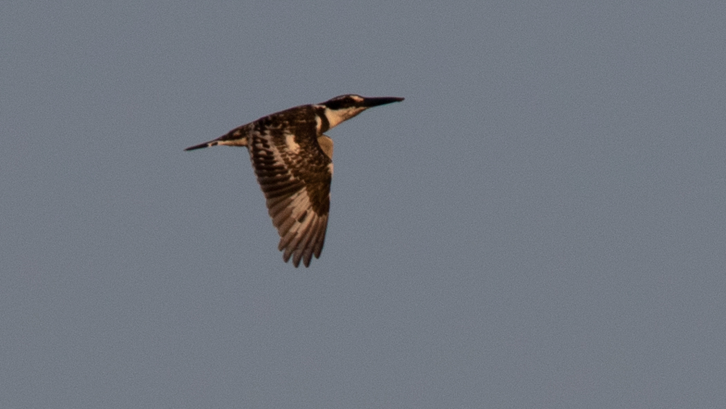 Pied Kingfisher