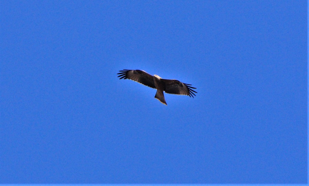 Black Kite