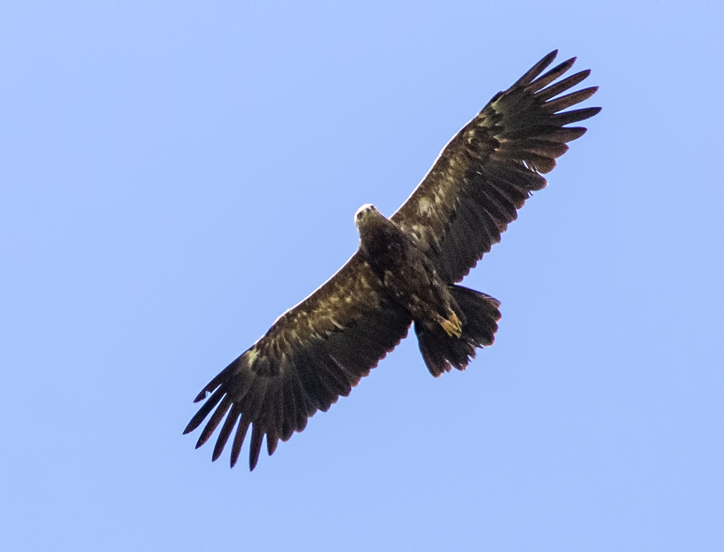 Lesser Spotted Eagle