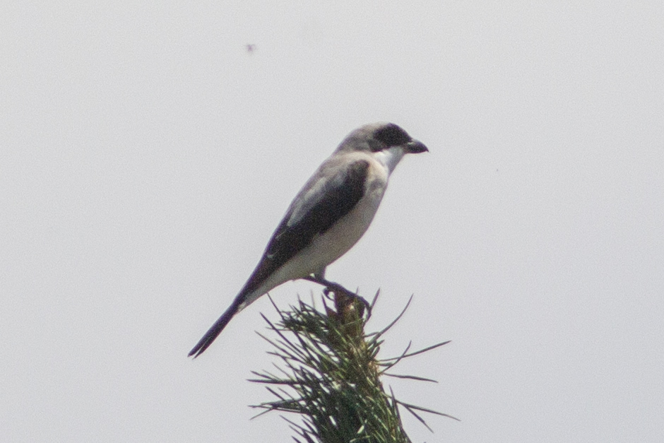 Lesser Grey Shrike