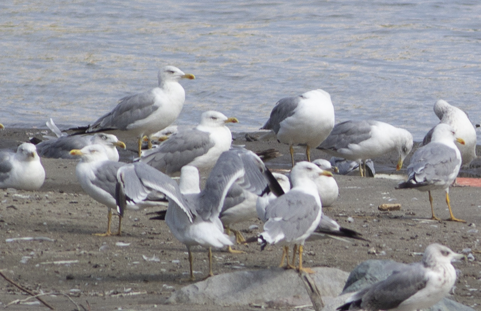 Yellow-legged Gull