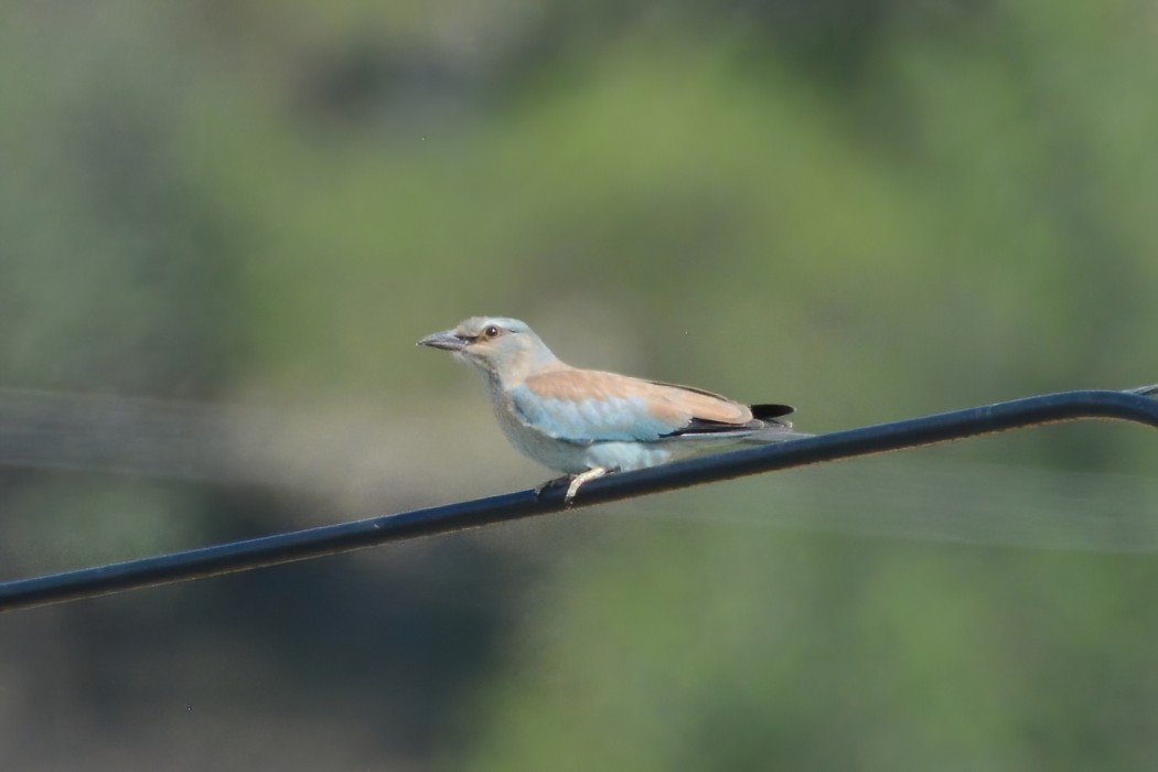 European Roller